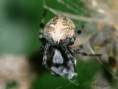 /album/arachnida/araneus-diadematus-1-jpg/